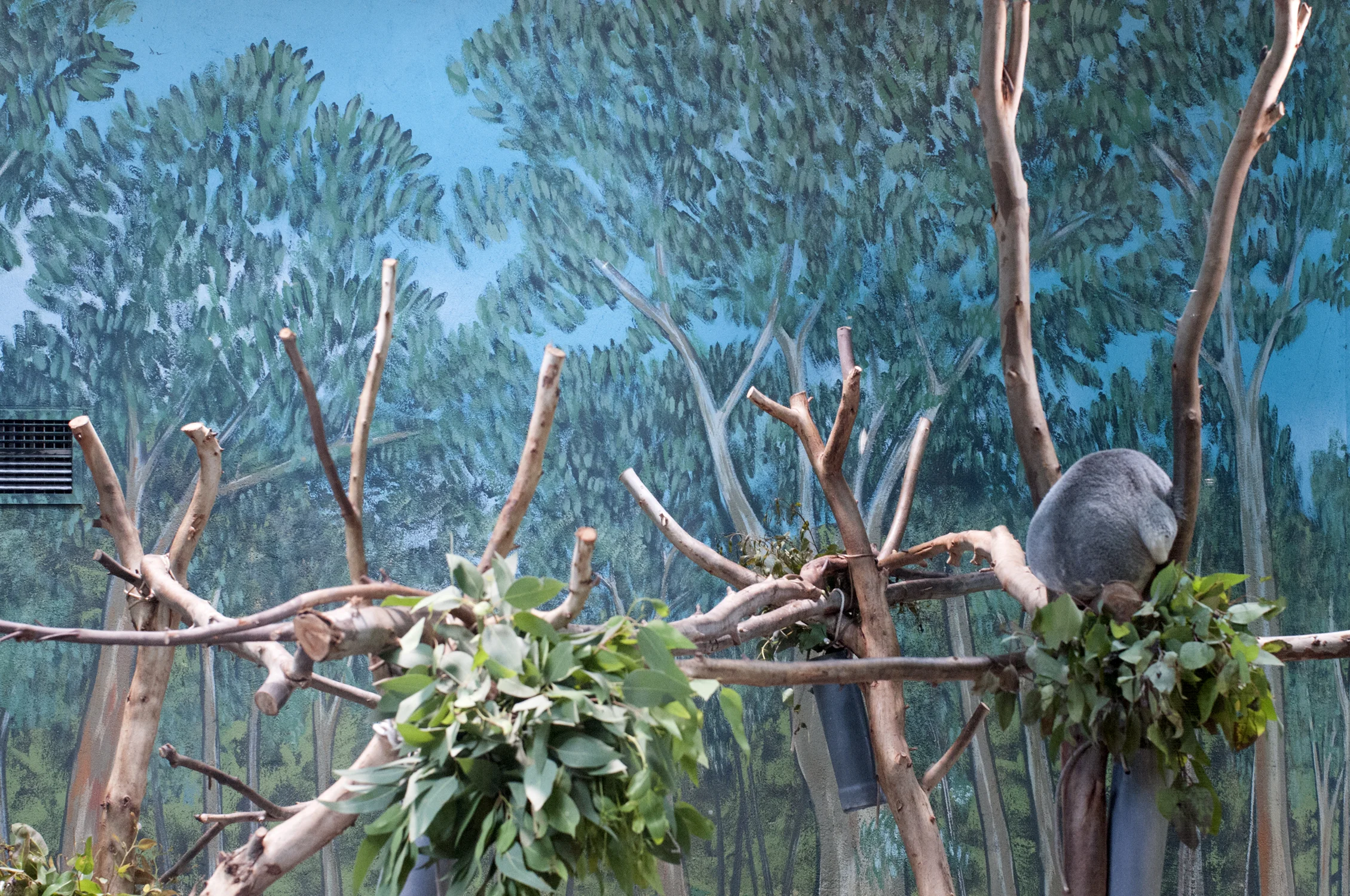 it-zoological-koala2.jpg