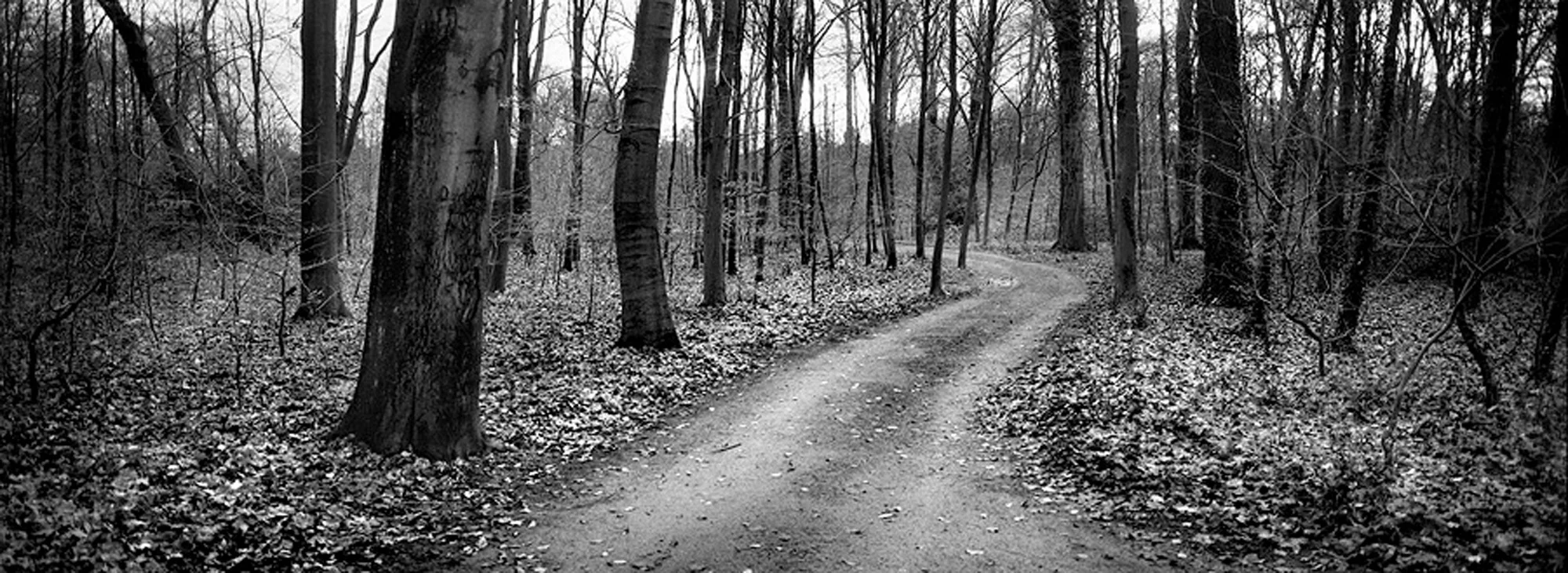 Burger Park Path.jpg