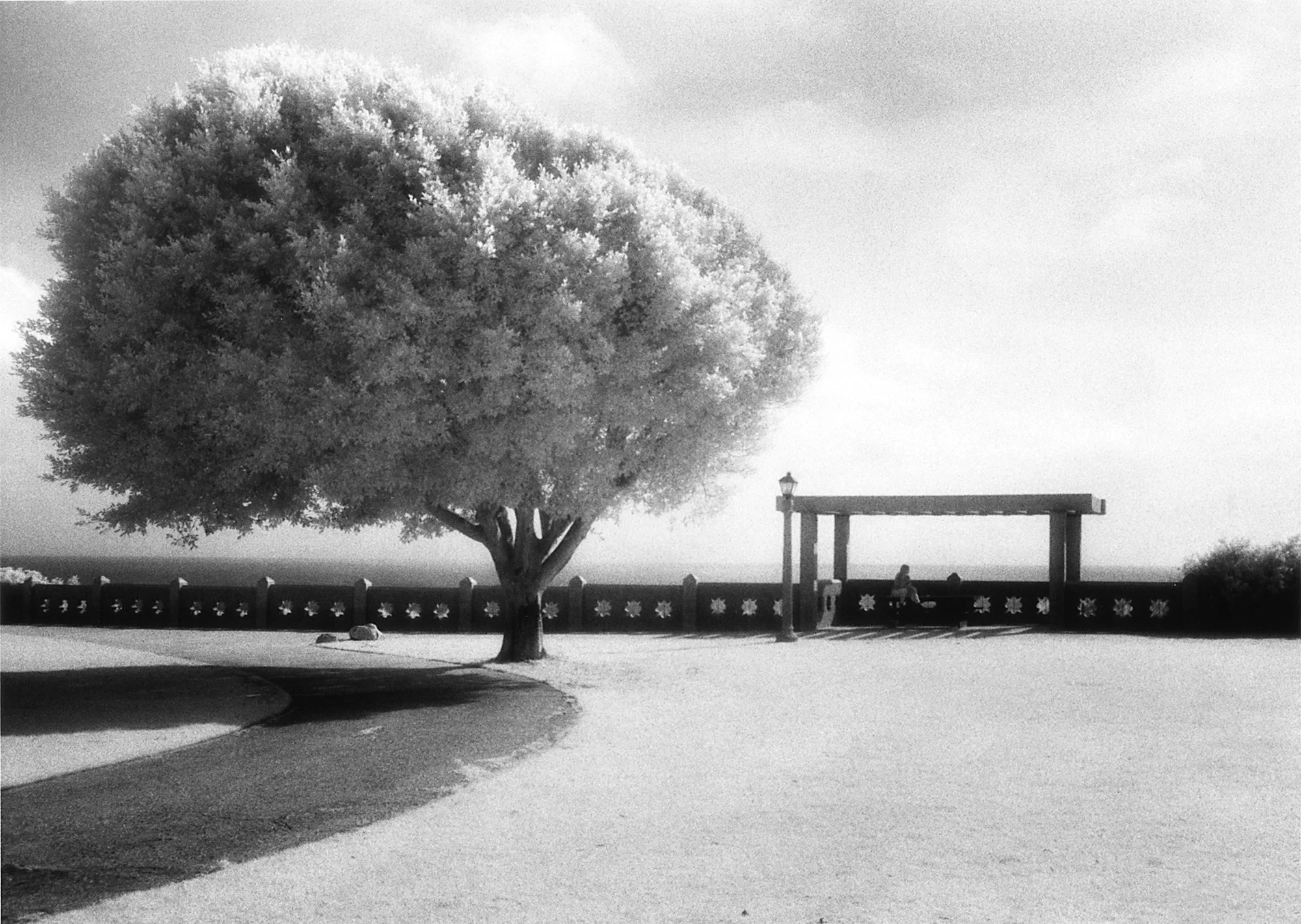 Alex Capri Nature 04.jpg