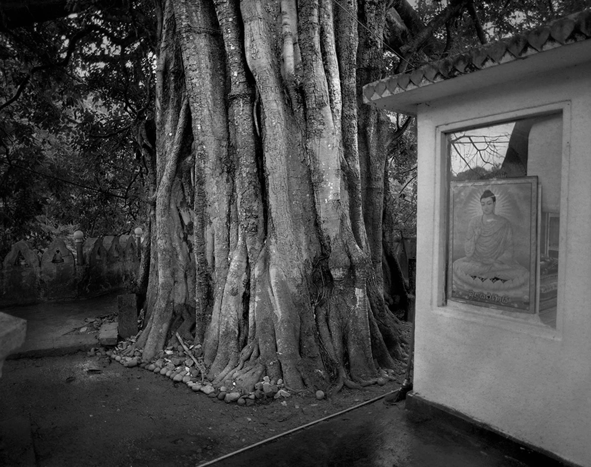 Sri Lanka Tree