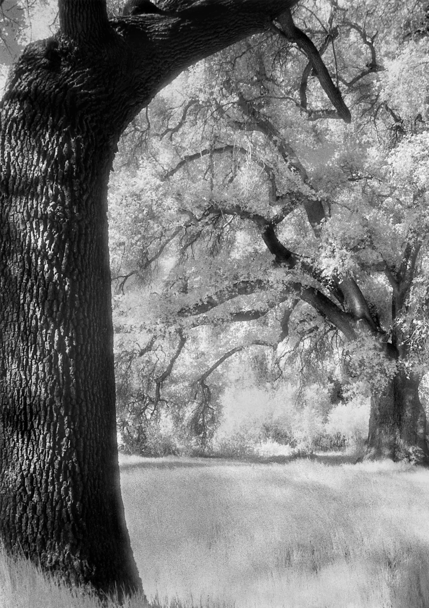 Infrared Oak Trees, Malibu b.jpg