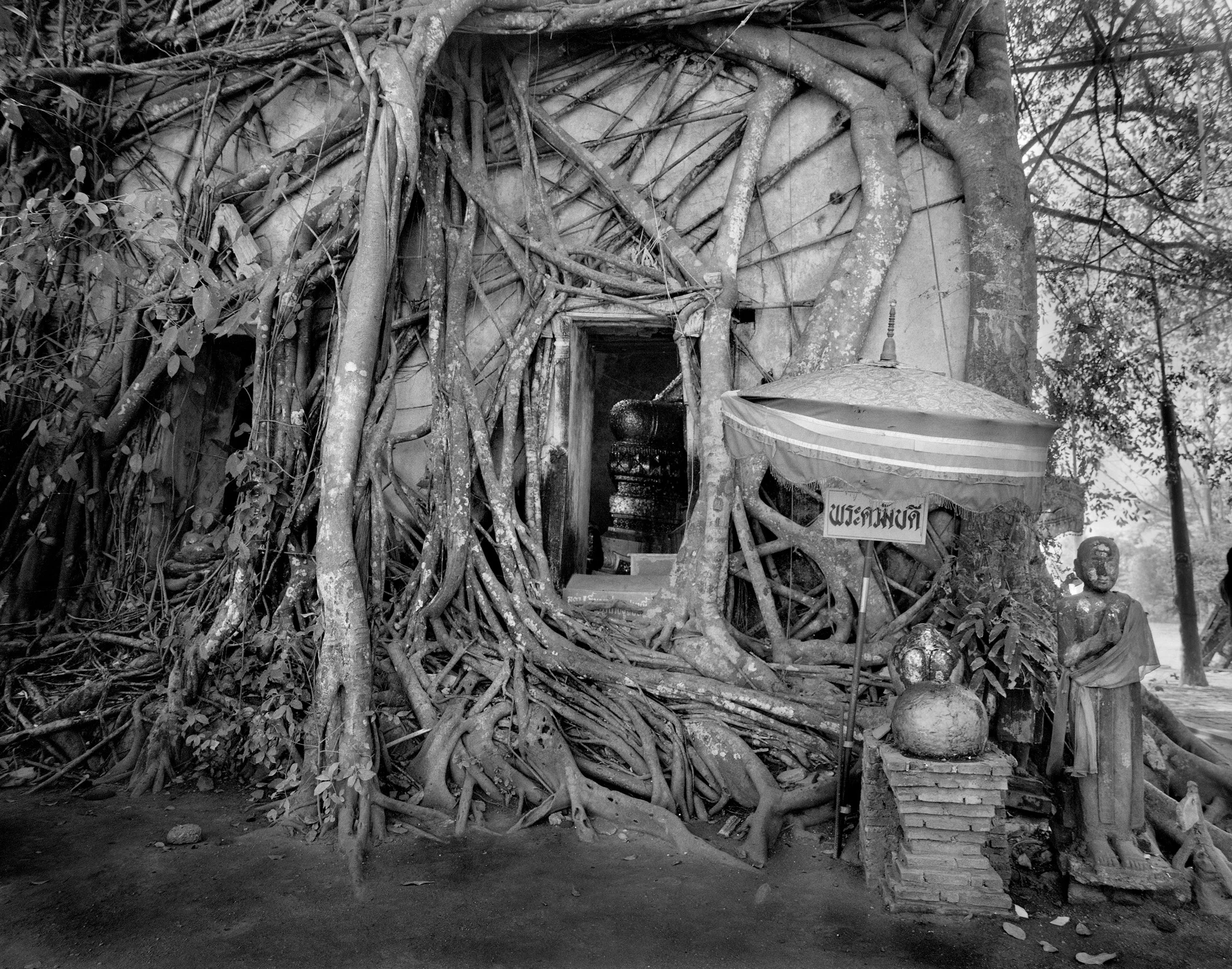 Roots & Temple.jpg