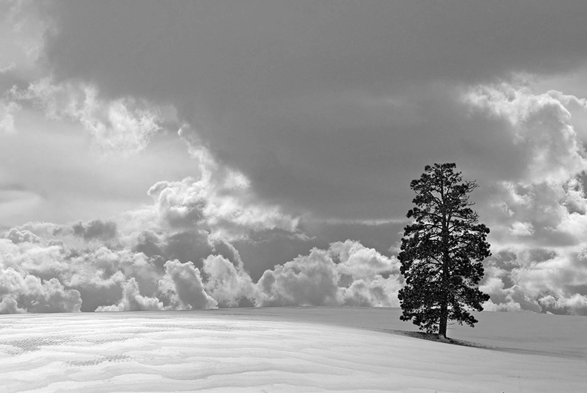 Windswept Snow, Tree