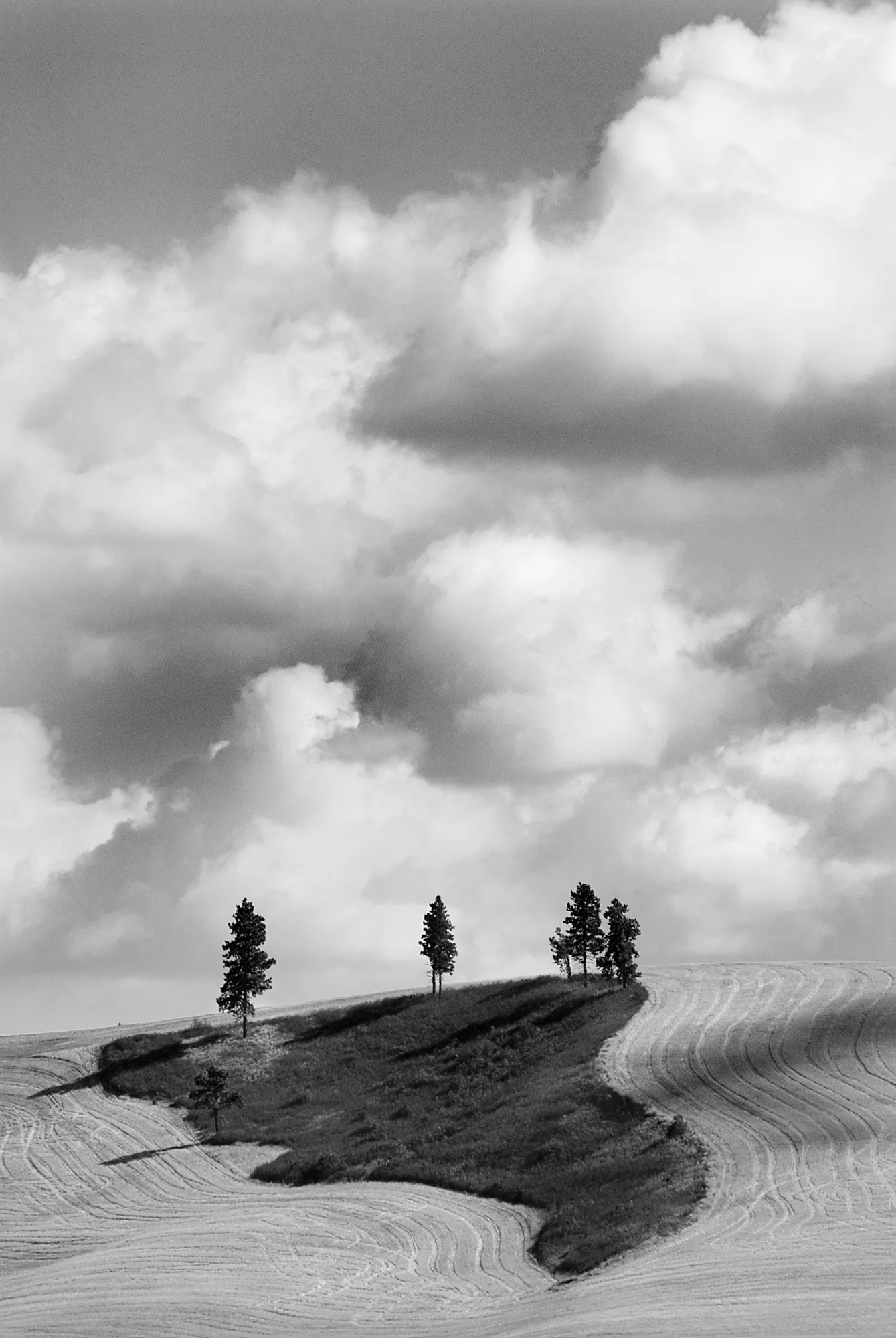 Trees & Clouds.jpg