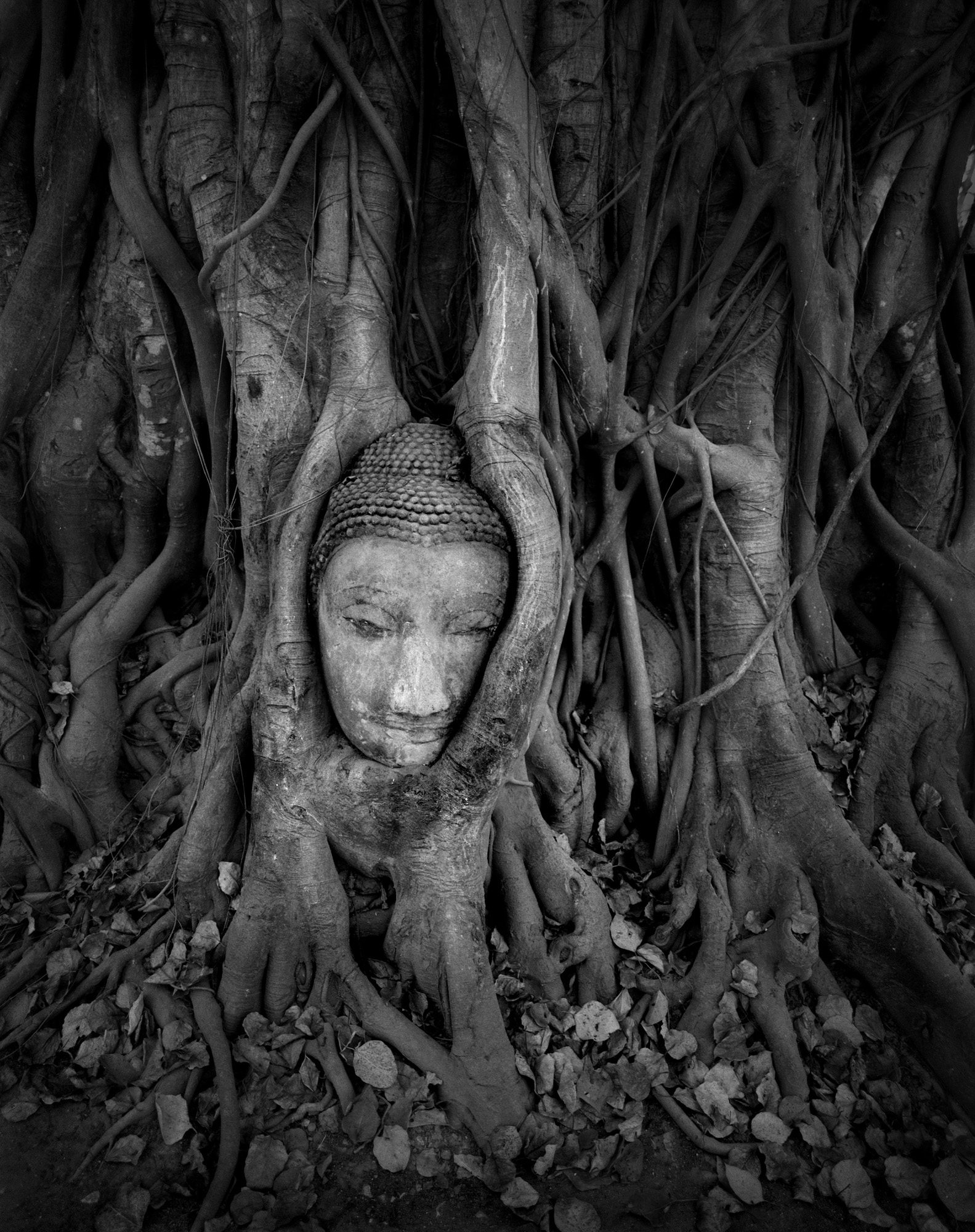 Buddha, Tree Roots, Ayutthaya, 2011.jpg