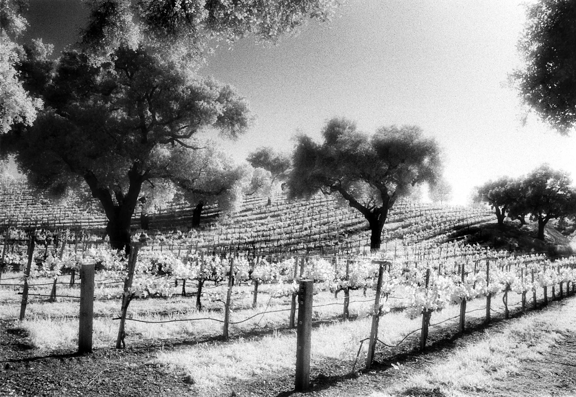 Glowing Vinyard, Santa Ynnez.jpg