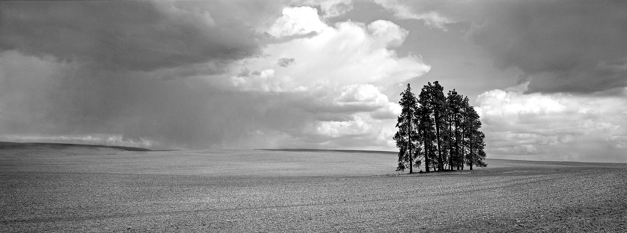 Huddled Trees, Rain Clouds, Palouse.jpg