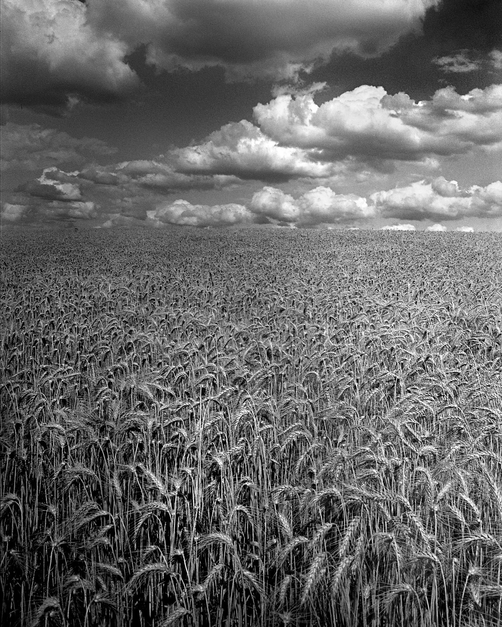 Glowing Wheat, Summer Sky, Palouse.jpg