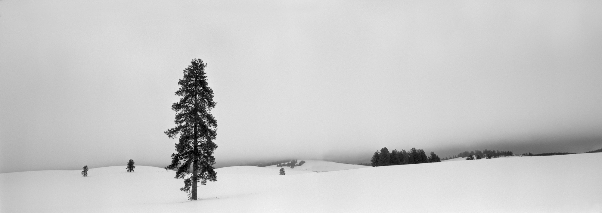 Stoic Trees in Snow, Palouse, 2000.jpg