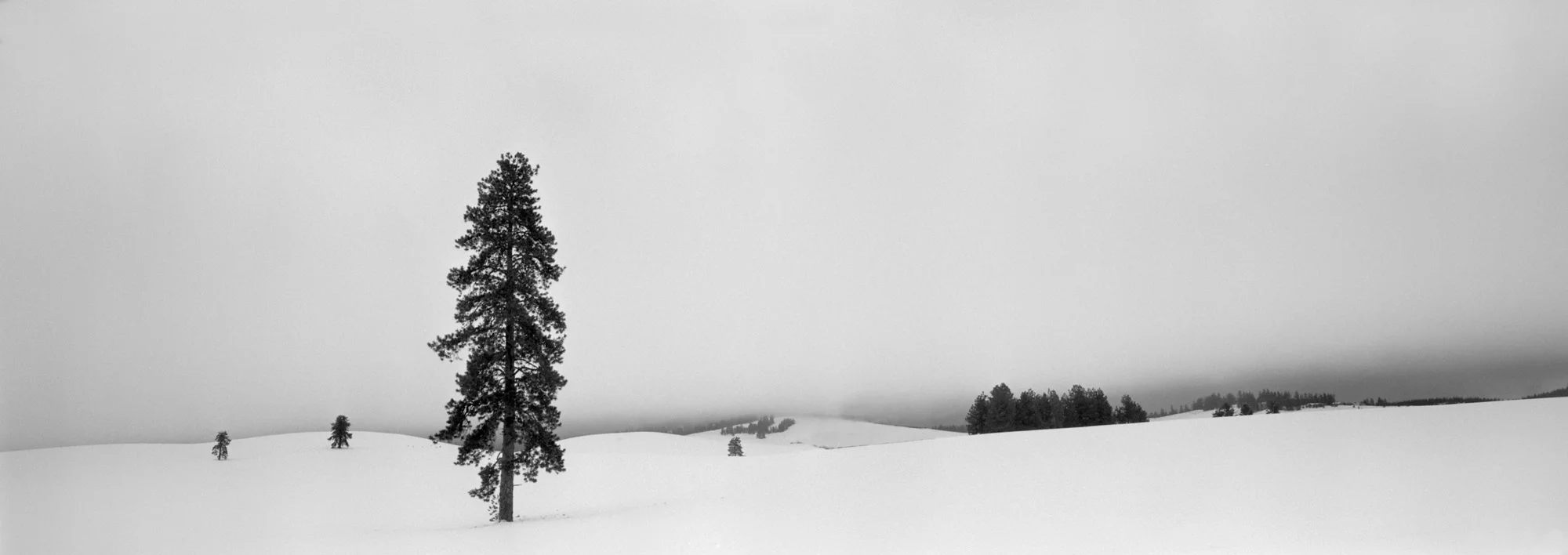 Stoic Trees in Snow, Palouse, 2000.jpg