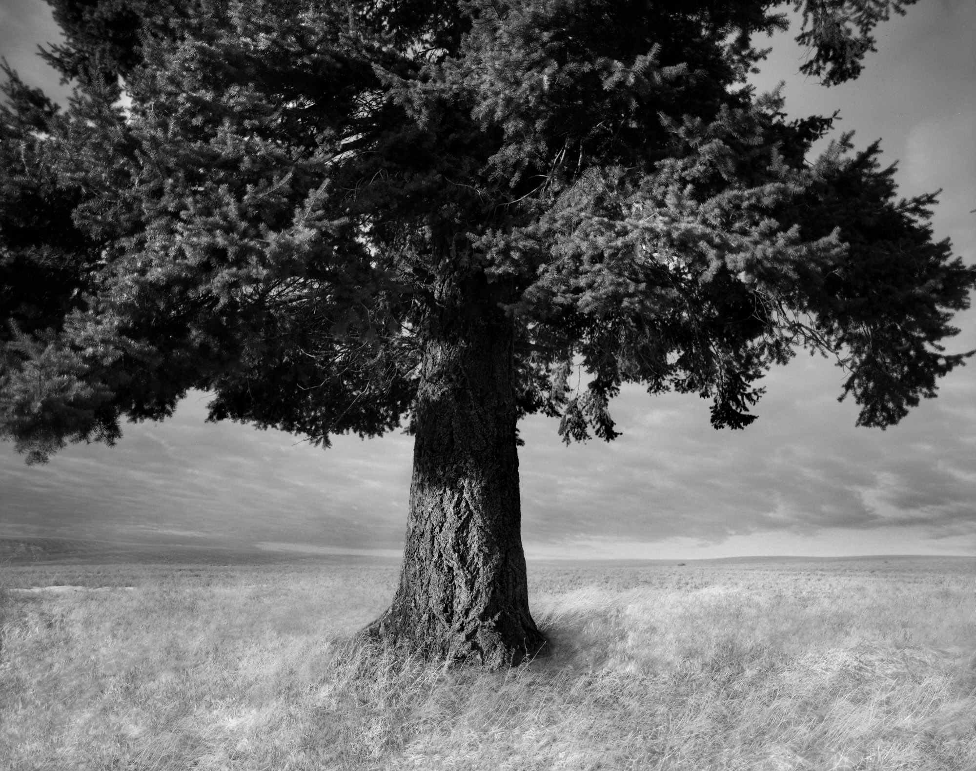 Shelter Tree, Palouse, 2007.jpg