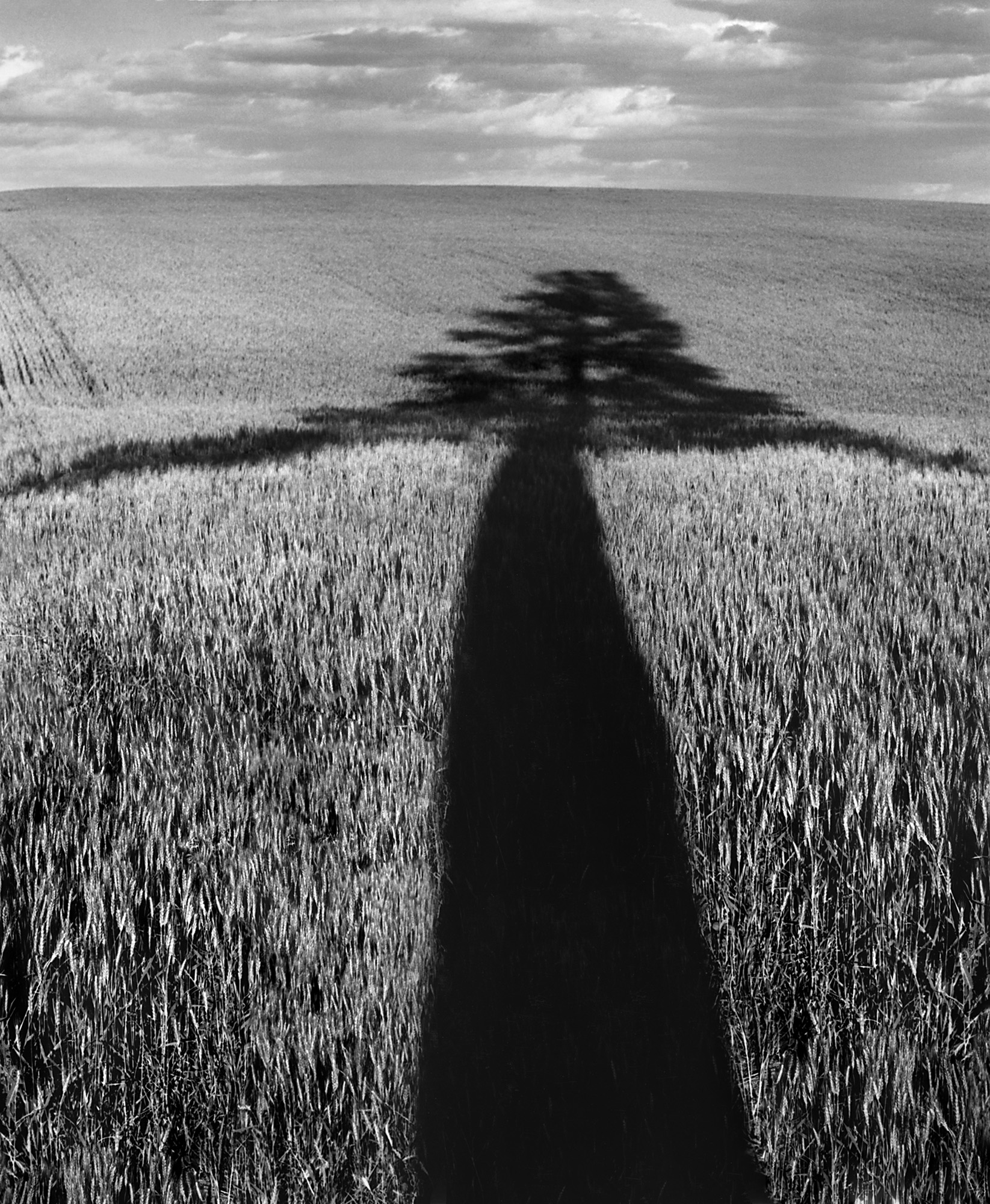 Tree Shadow, Palouse 2002.jpg