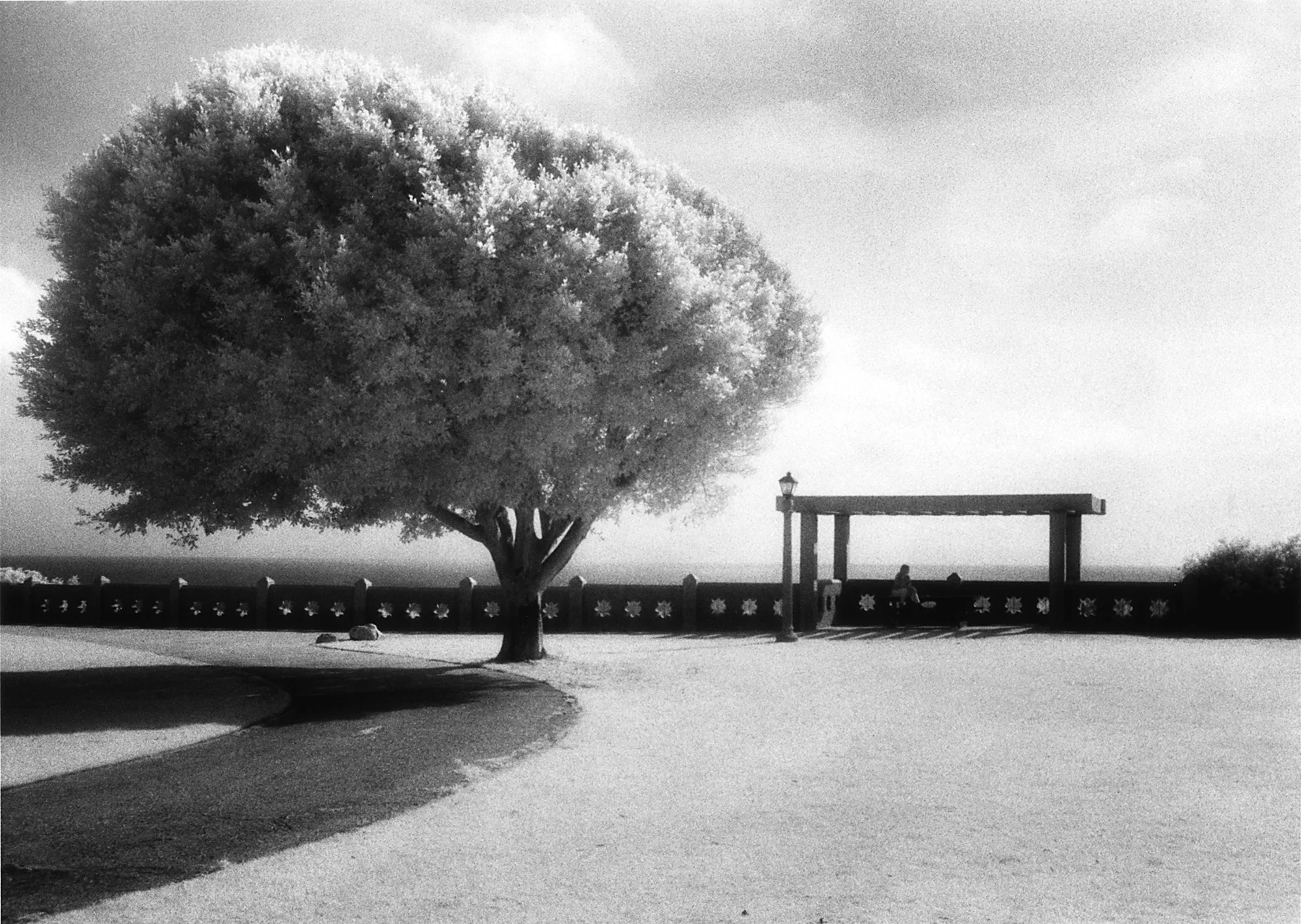 Windblown Tree, California.jpg