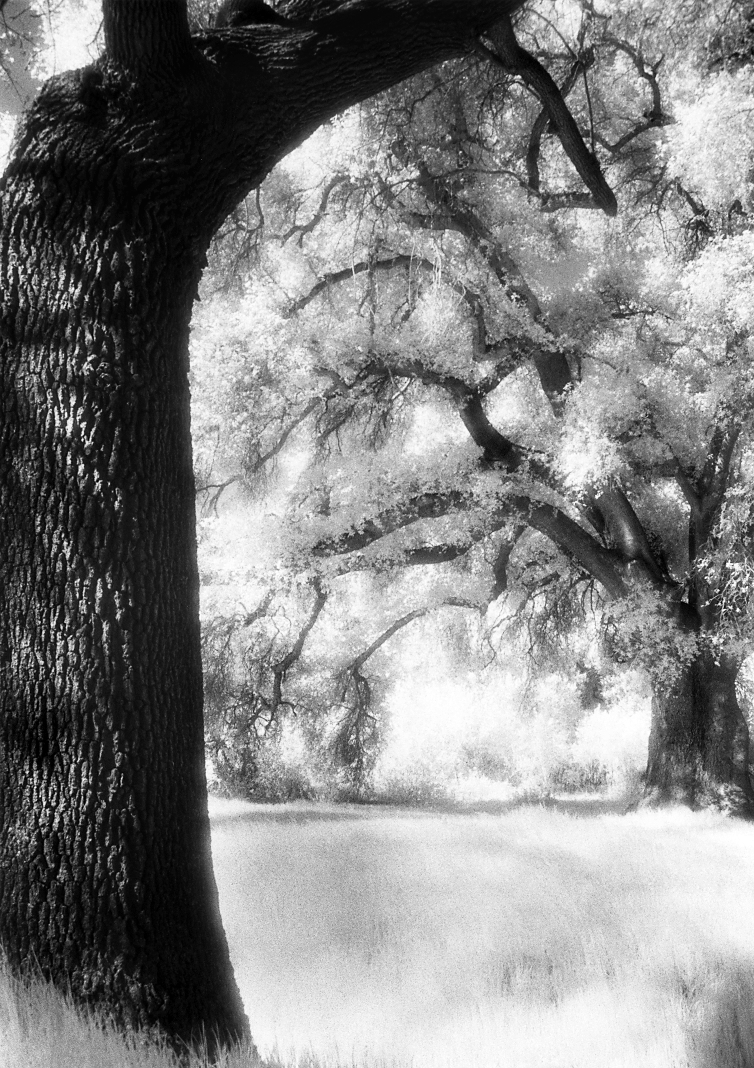 Infrared Oak Trees, Malibu copy.jpg