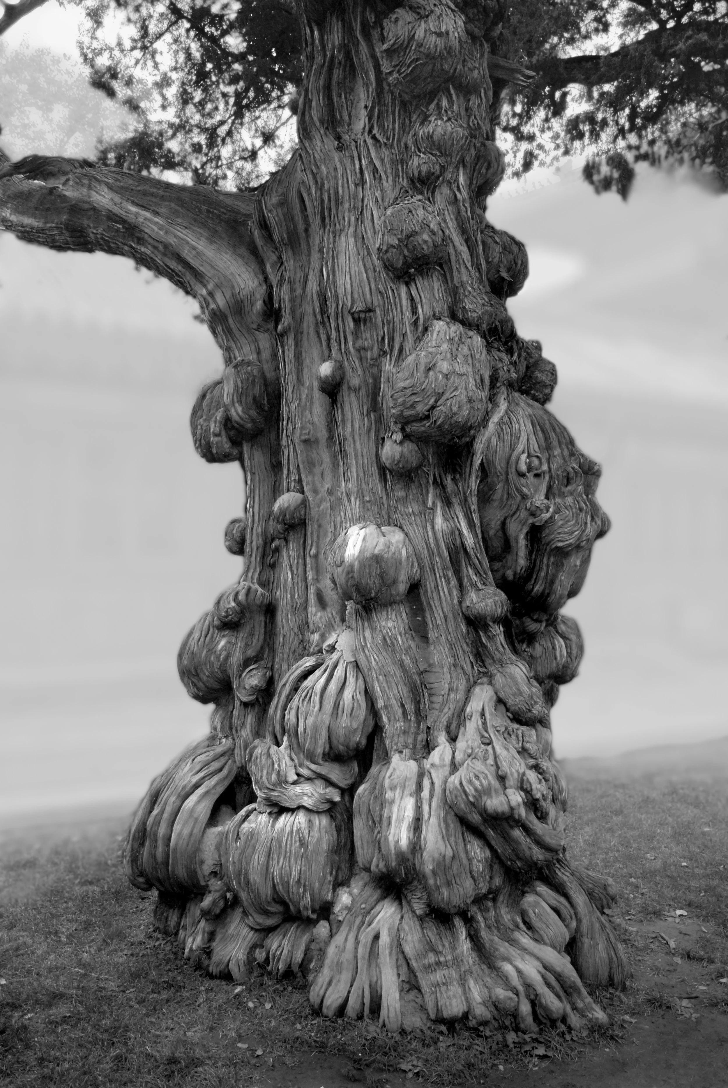 010_Confucious Tree.jpg