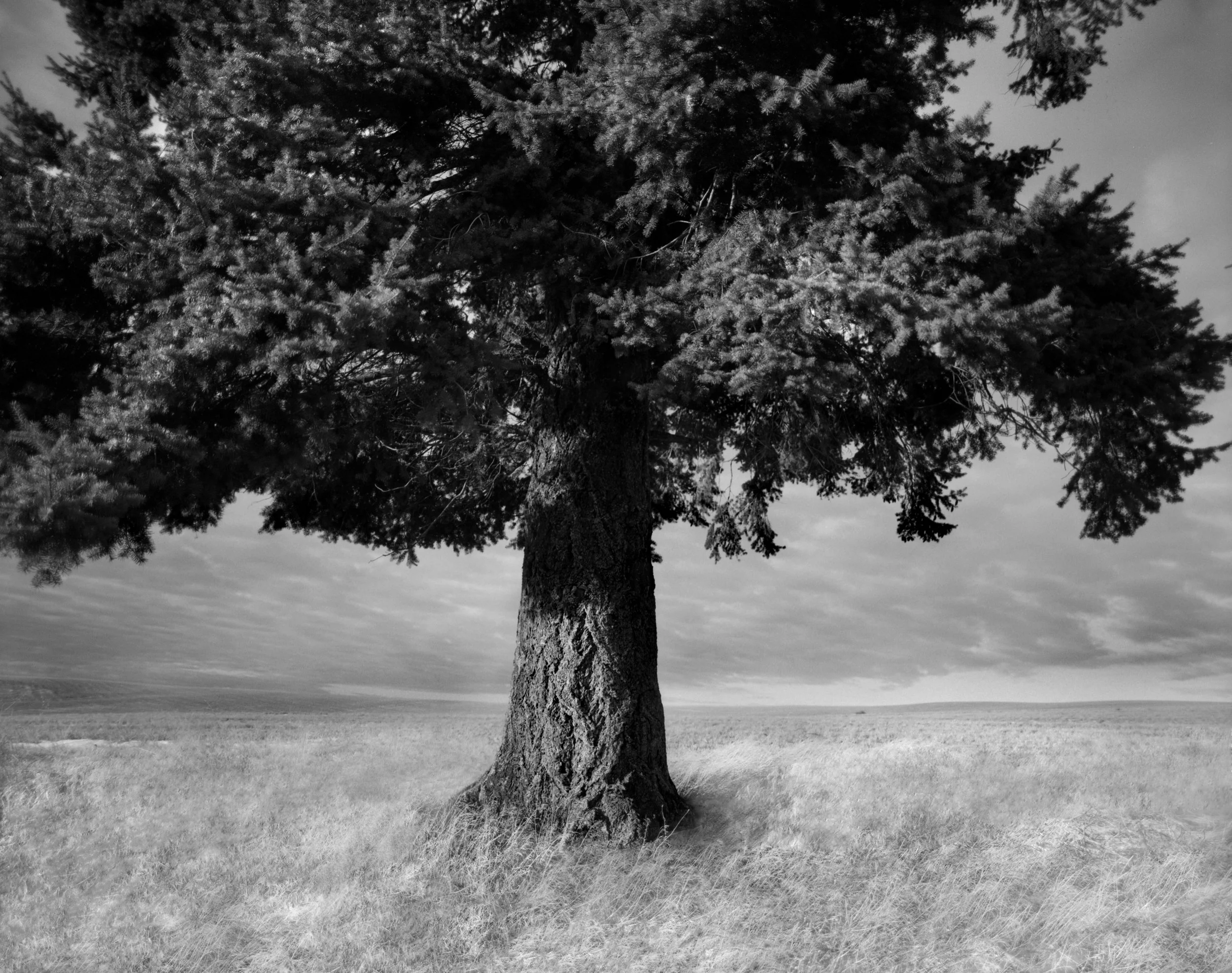 Shelter Tree 3.jpg