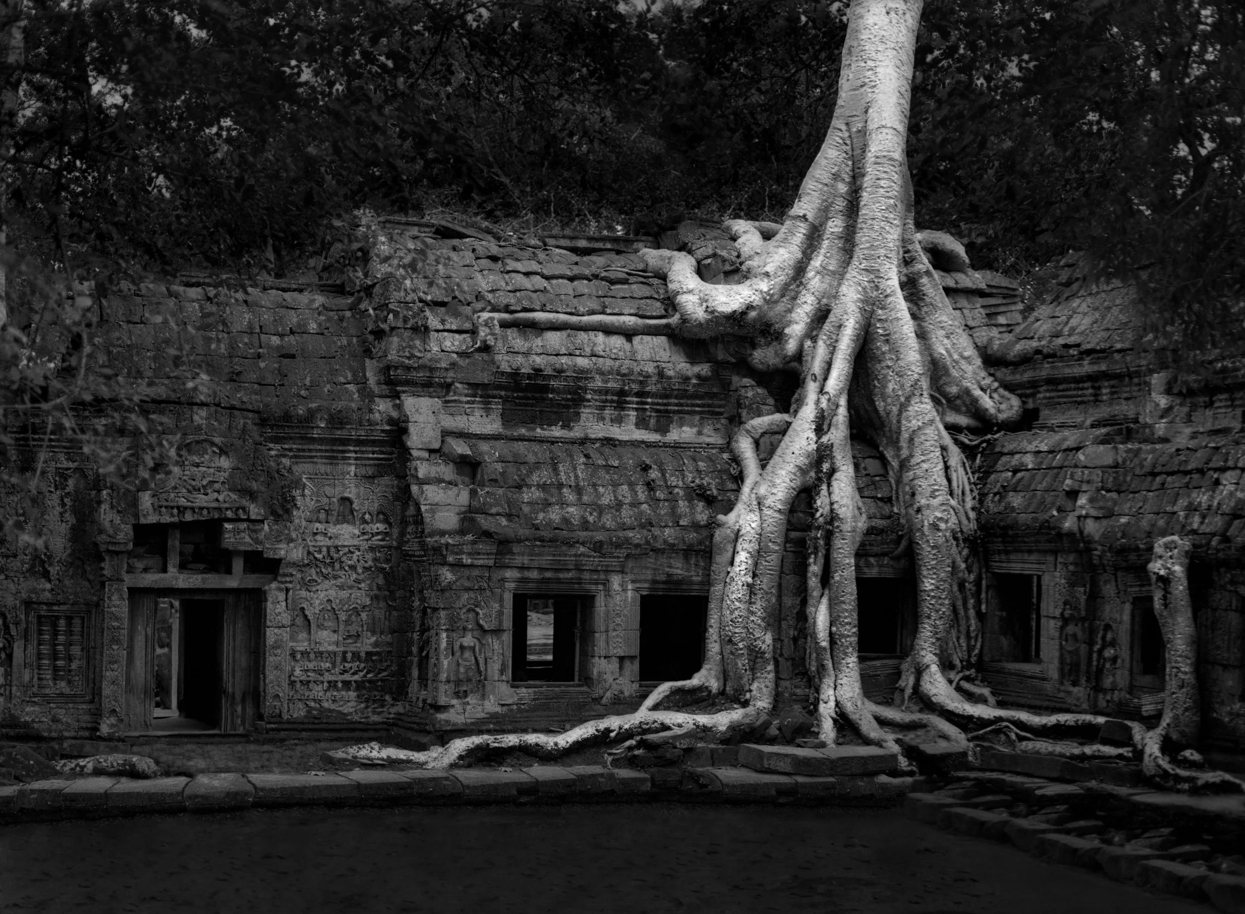 Anchor Tree  copy.jpg