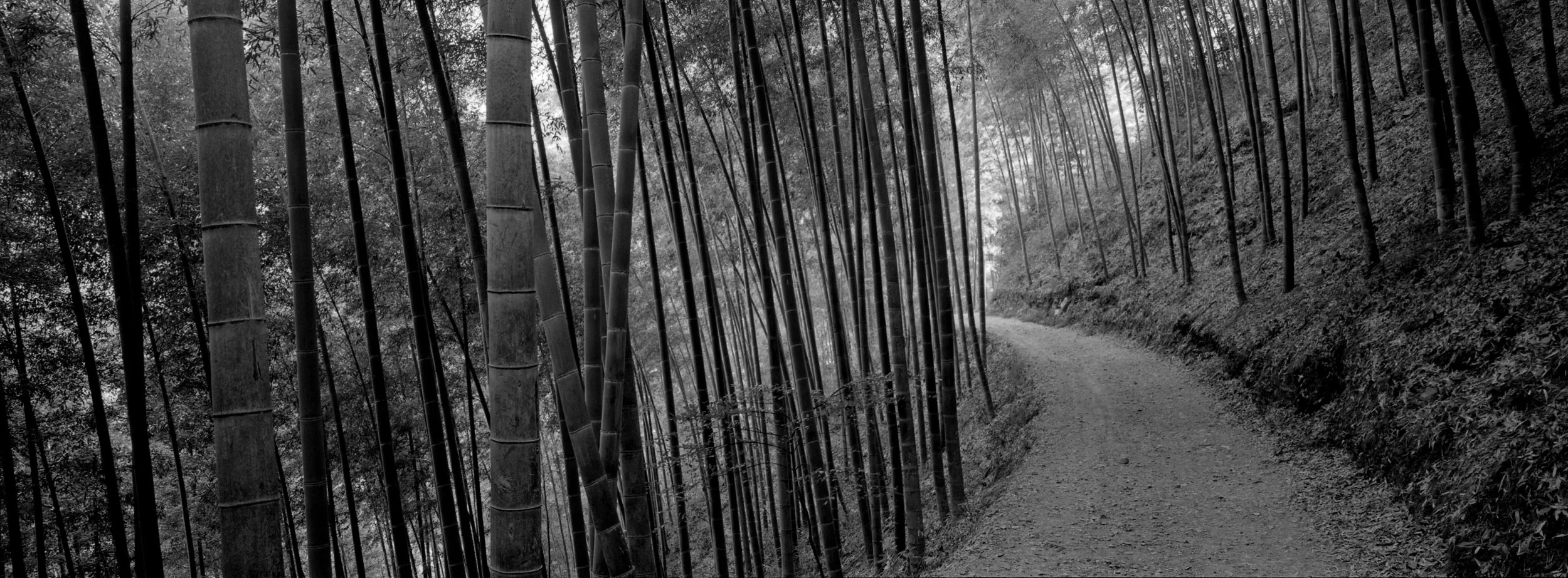 Bamboo Path Anhui.jpg
