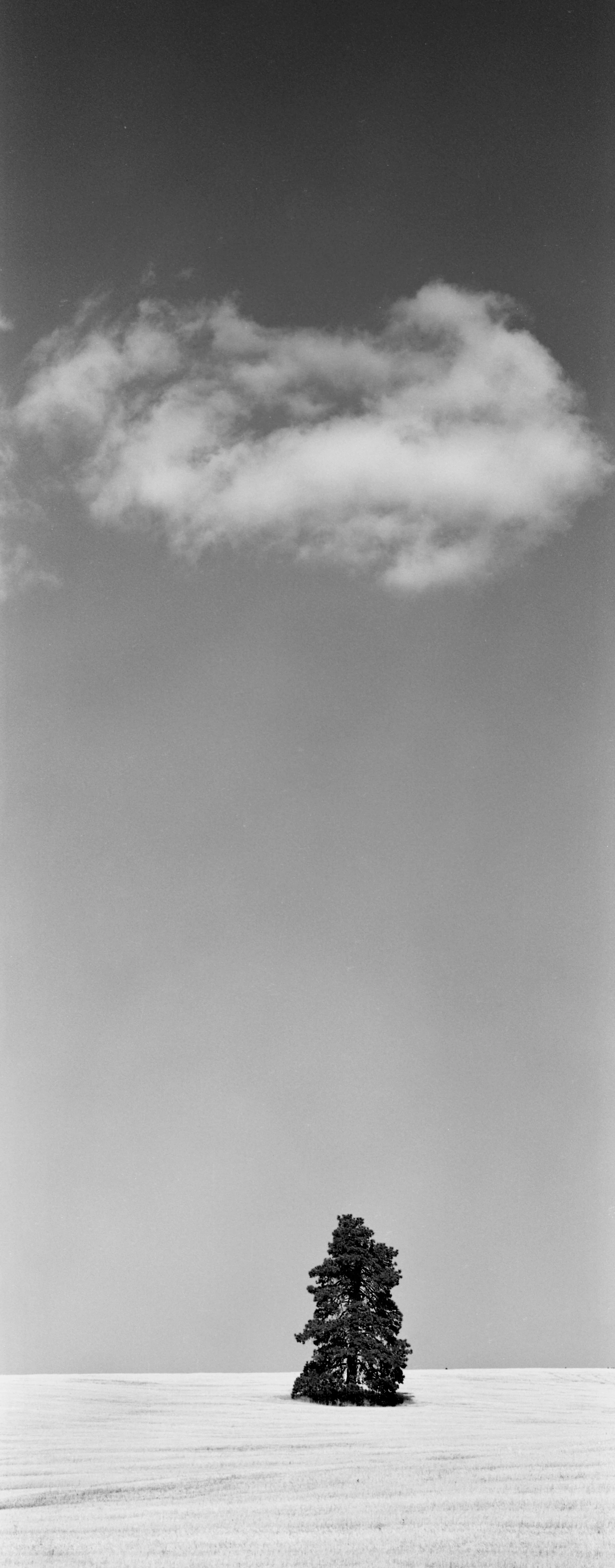 Capri E025 copy.jpg