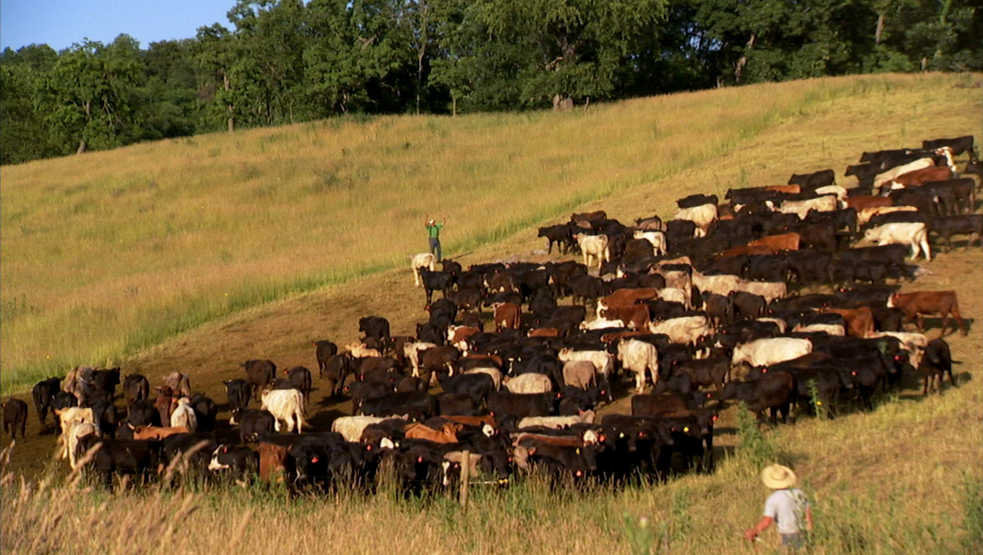 FOOD INC_Joel Salatin cows.jpg