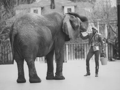 Hawaii is trying to ban wild performing animals - because of Tyke!