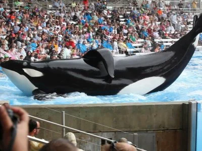 SEAWORLD SAN DIEGO TO END ORCA SHOWS? NOT QUITE.