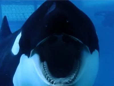 Jurassic World and its Resemblance to Blackfish