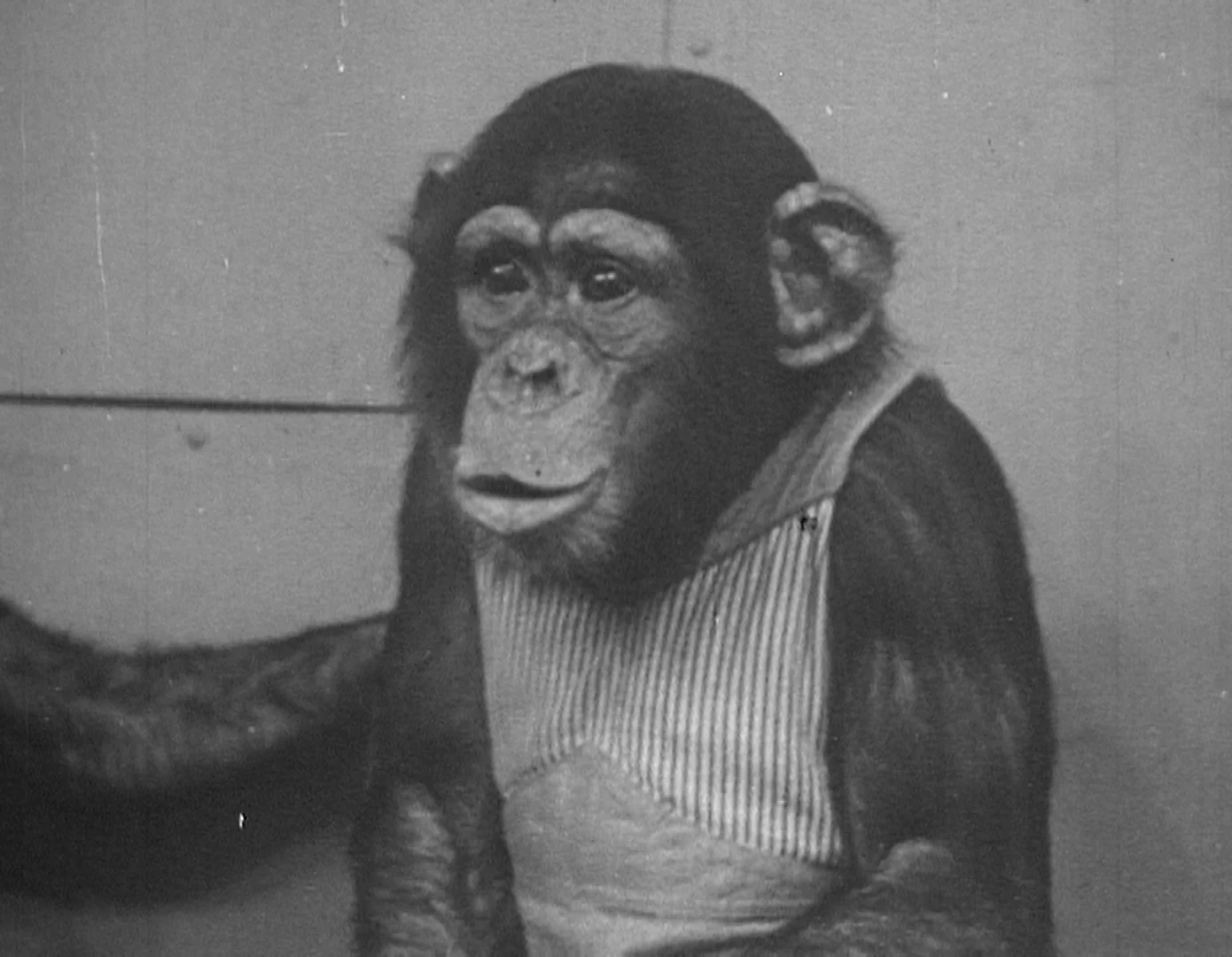 New film: The Show of Shows