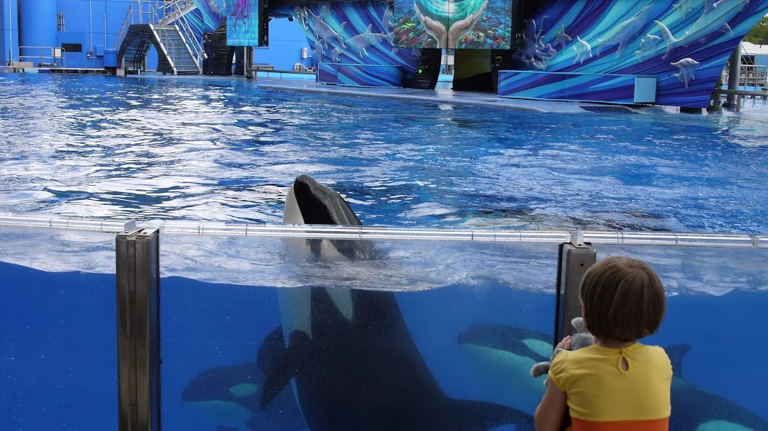 Seaworld publishes new Blackfish response