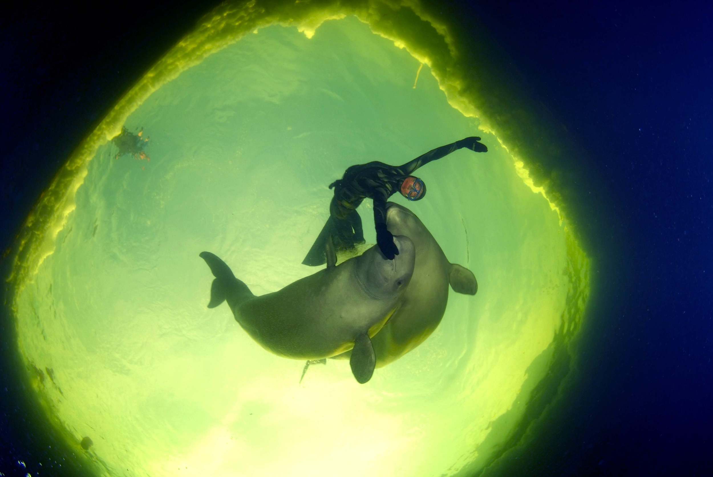 born-to-be-free-the-movie.jpg