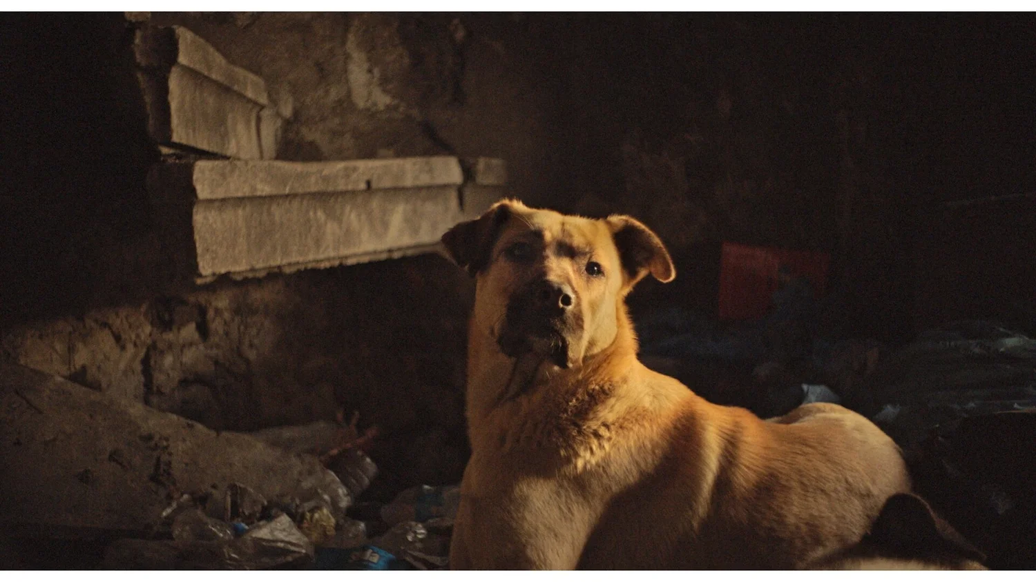 Istanbul'un Dört Ayaklı Sakinleri: Zeytin'in Gözünden "Stray"
