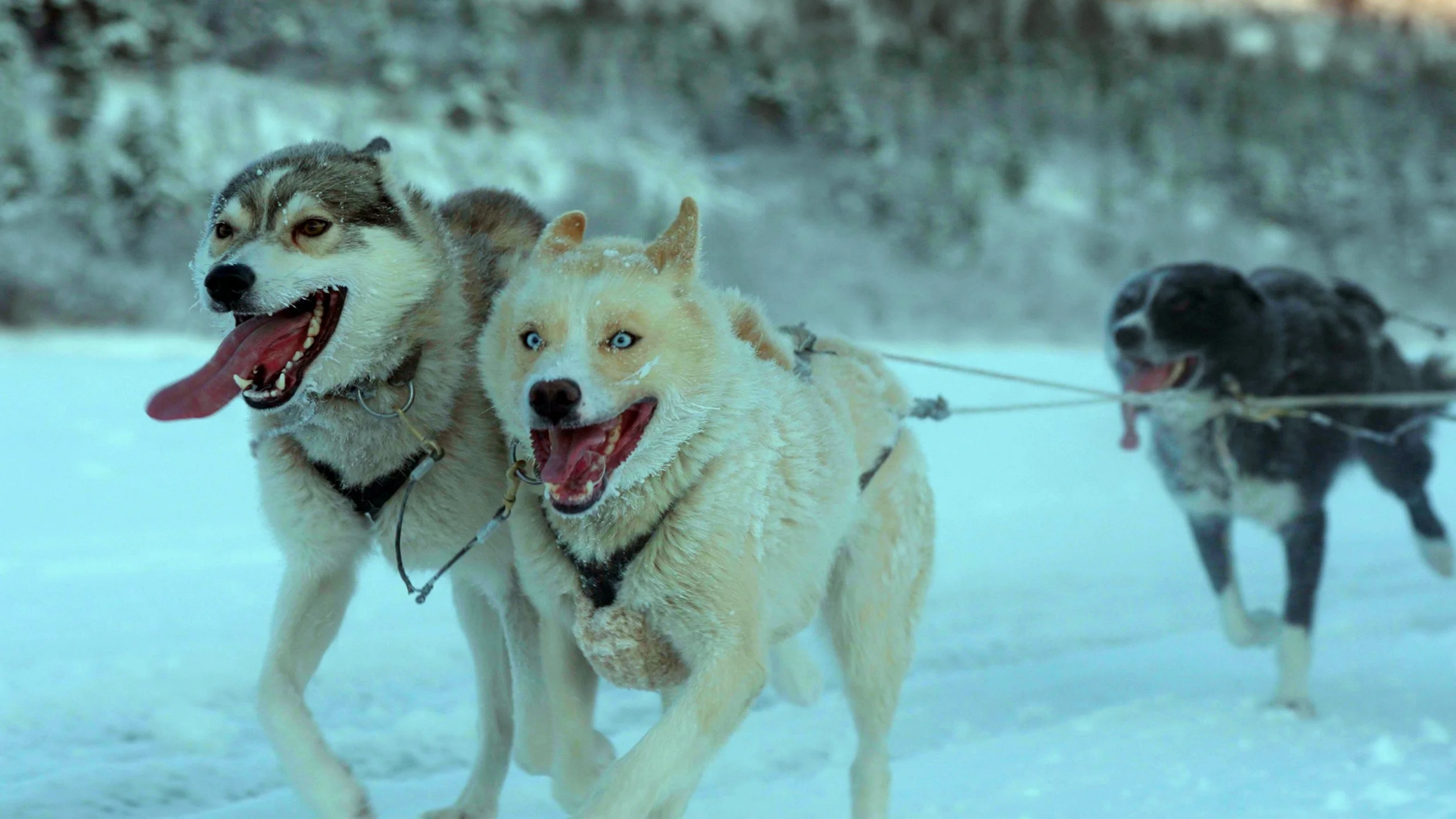 FOLKTALES_FilmStill_04_DogMushing_byTorEdvinEliassen.jpg