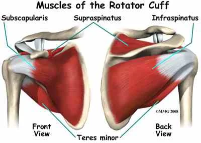 Muscles_Rotator_Cuff.jpg