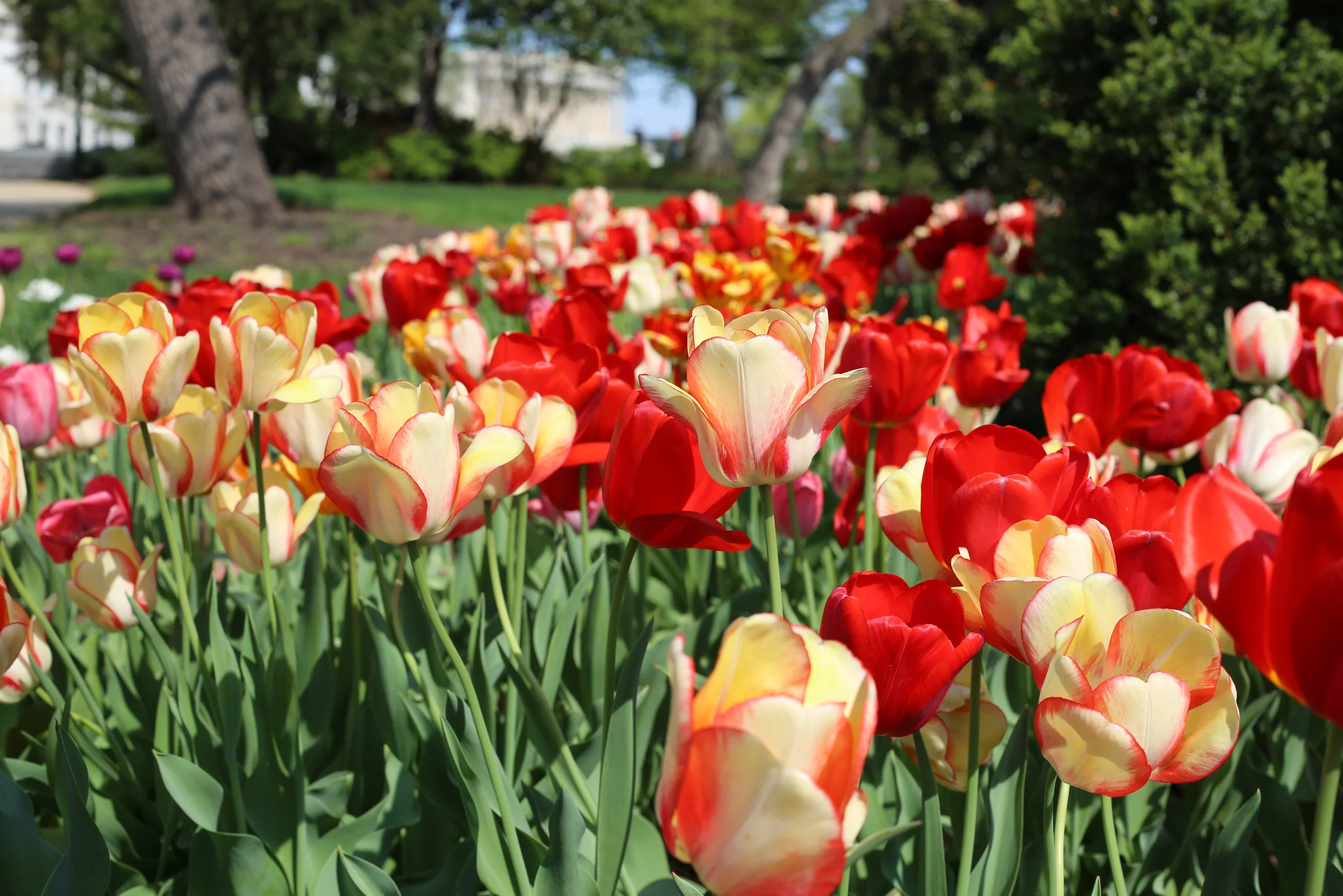 Tulips