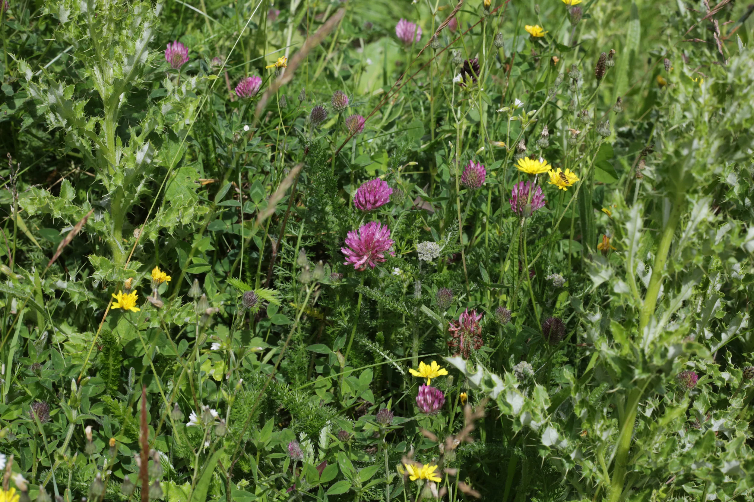 Fields of Athenry