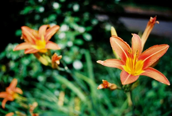 Day Lillies!