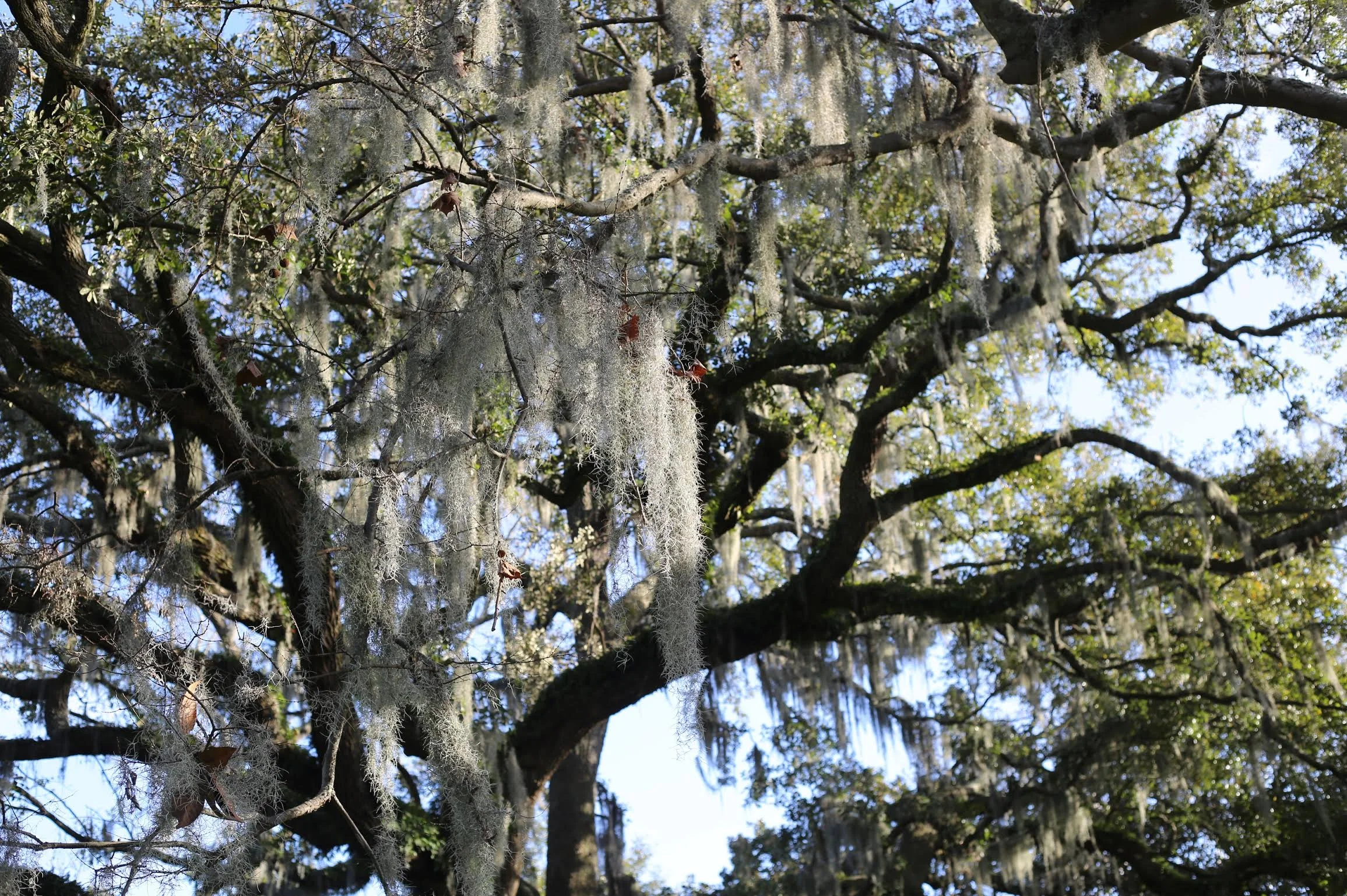 Spanish Moss