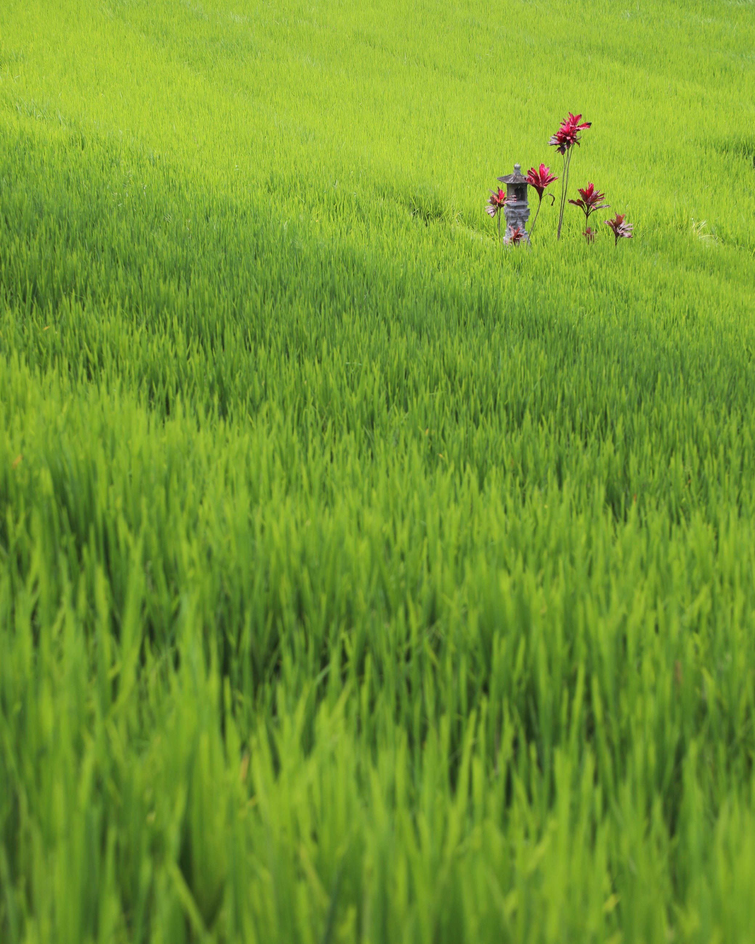  Jatiluih, Bali  Canon 5d Mark IV 
