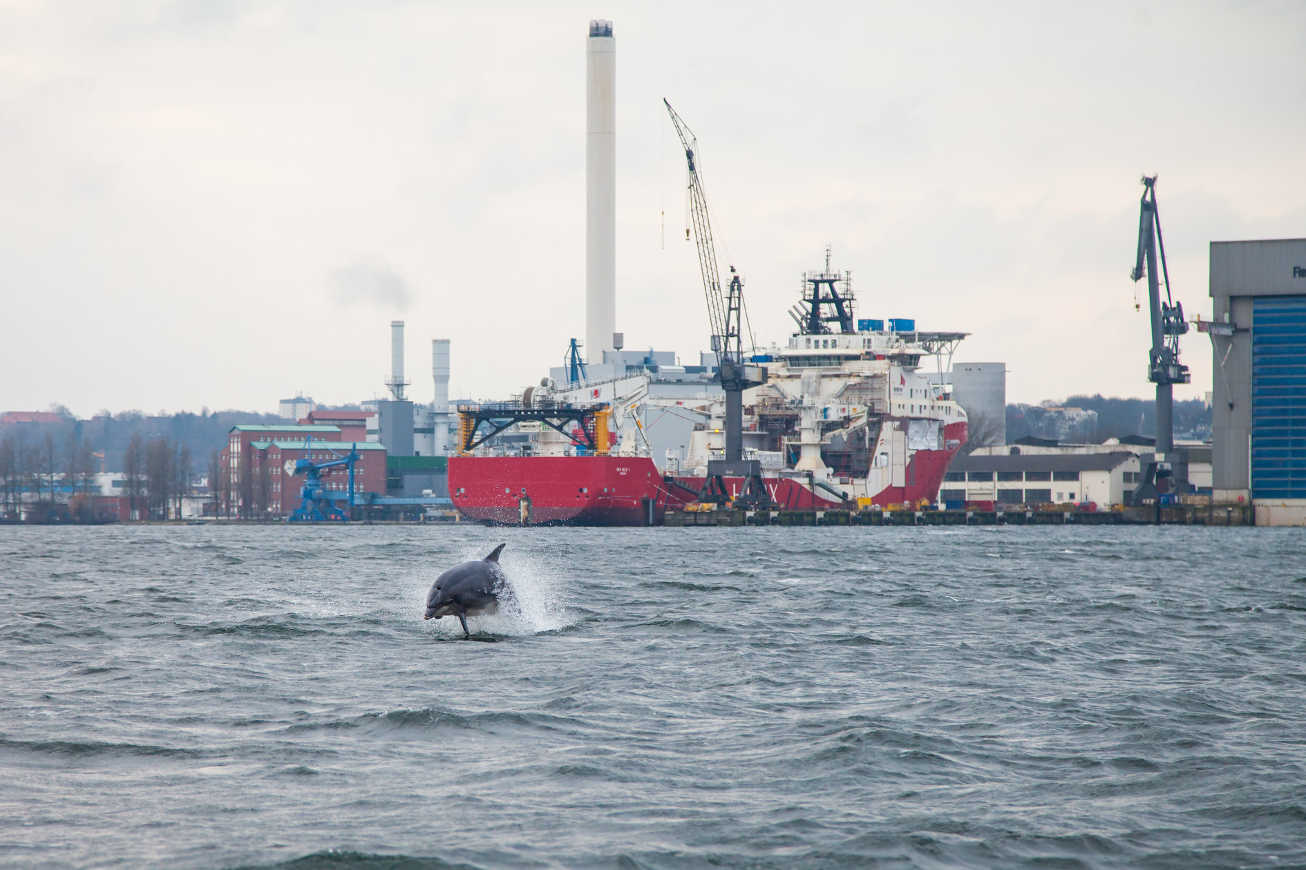 Delfin in Flensburger Förde