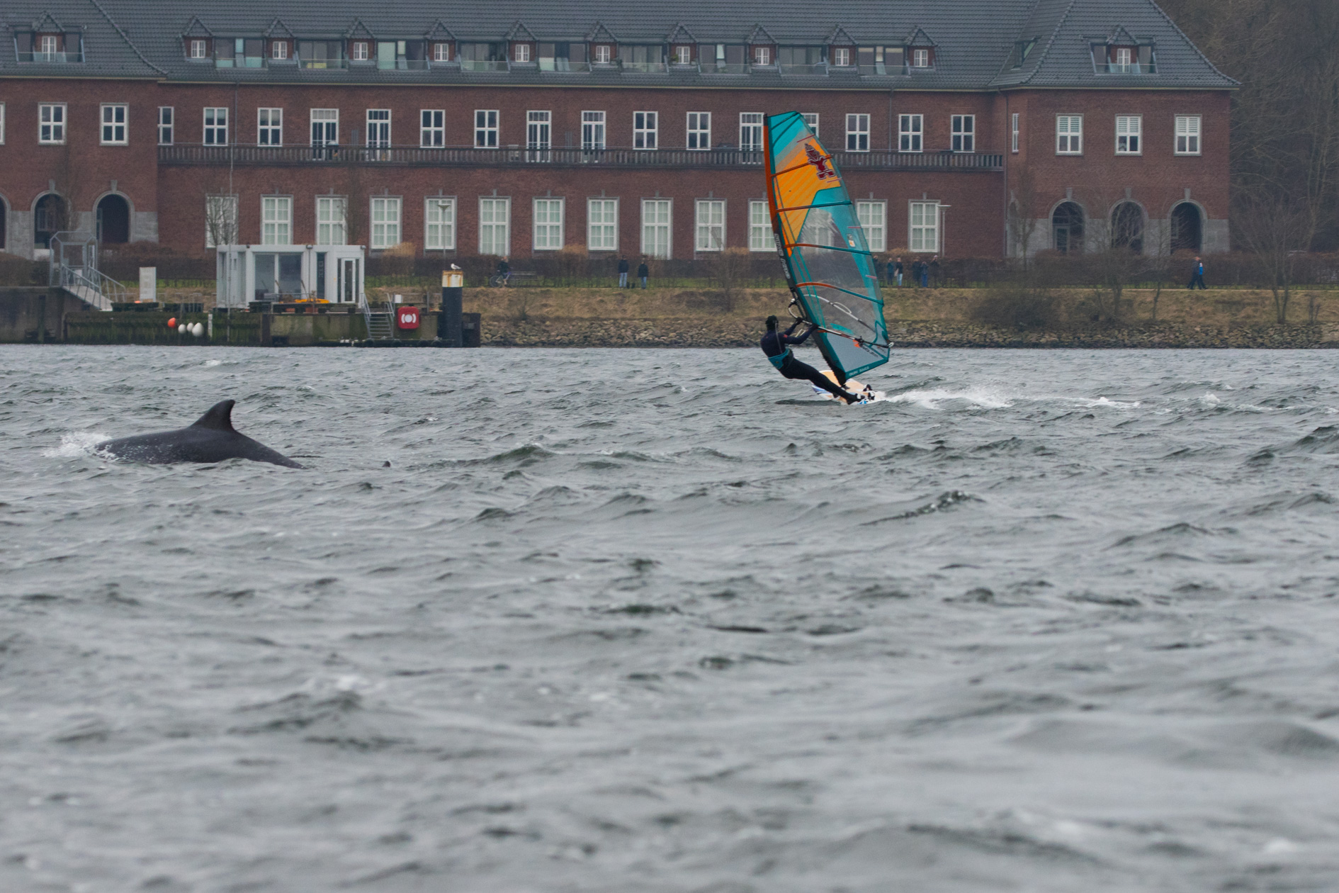 Surfen mit Delfinen Flensburg