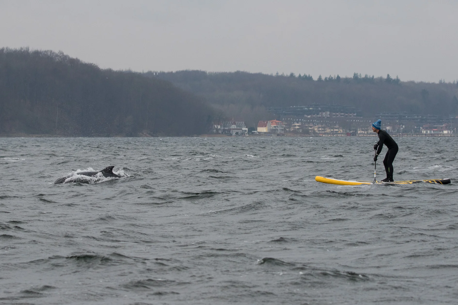 Stand Up Paddle Delfine
