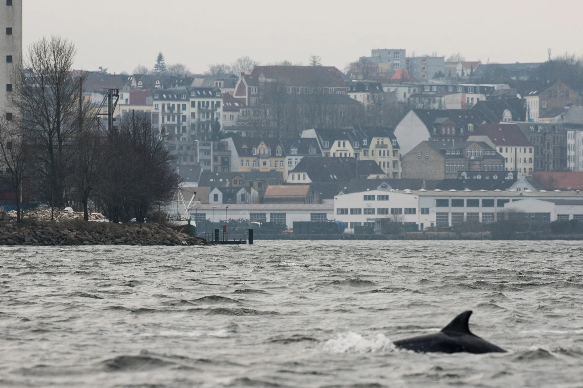 Delfine in Flensburg