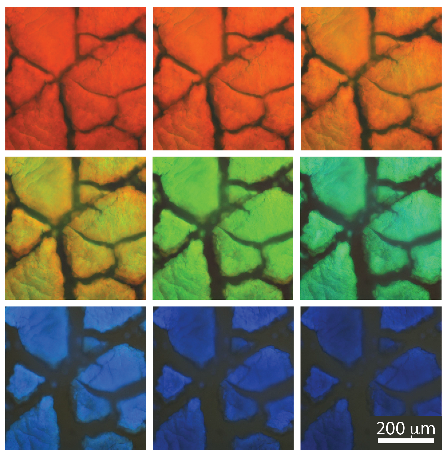 Publications Rogers Lab