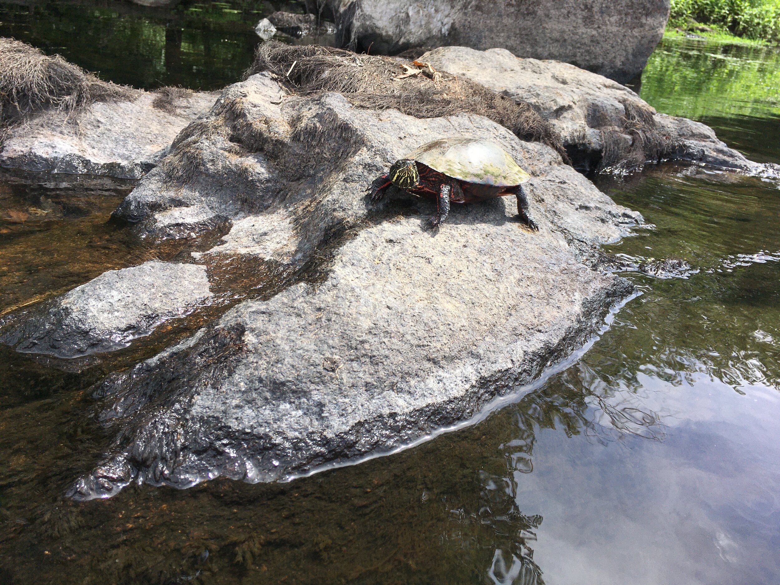 Kayaking-turtle.JPG