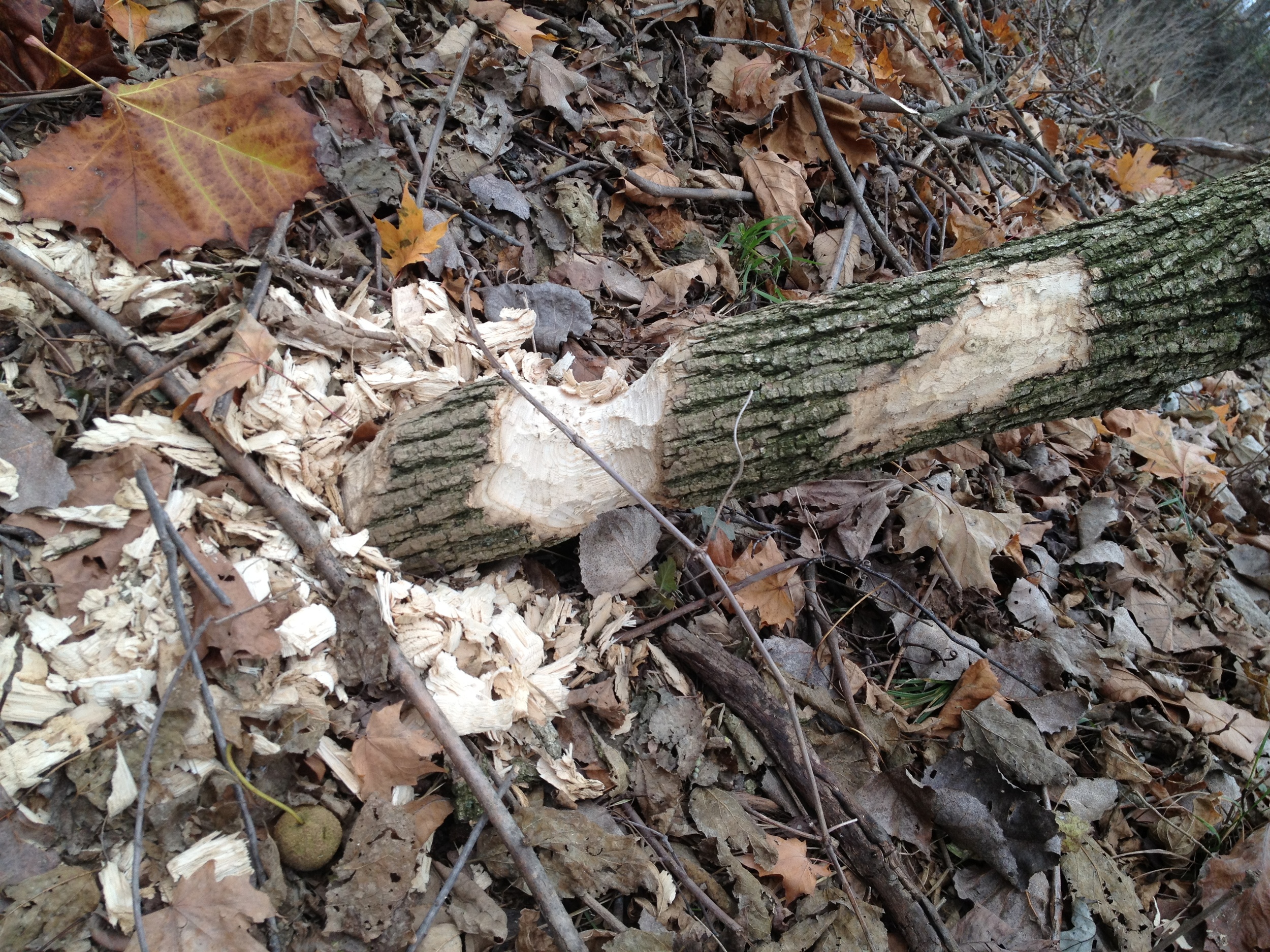 DonnaMayCampbell Beaver chew.JPG