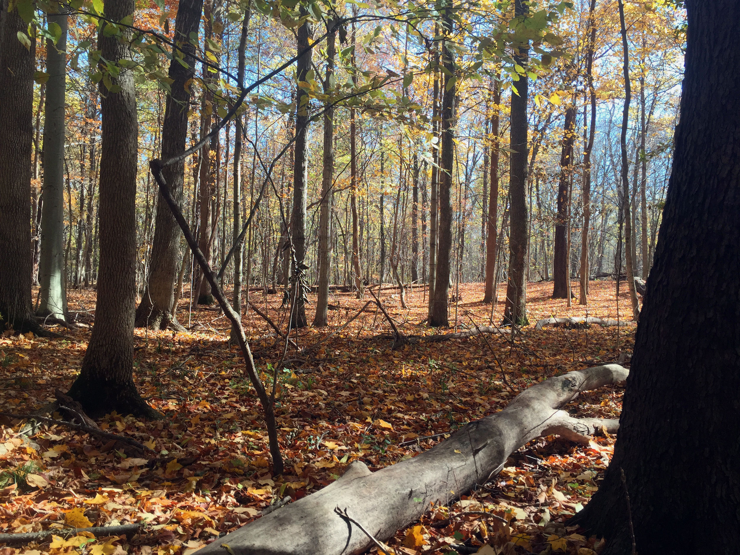 Eidson Woods - Beech_Maple.jpg