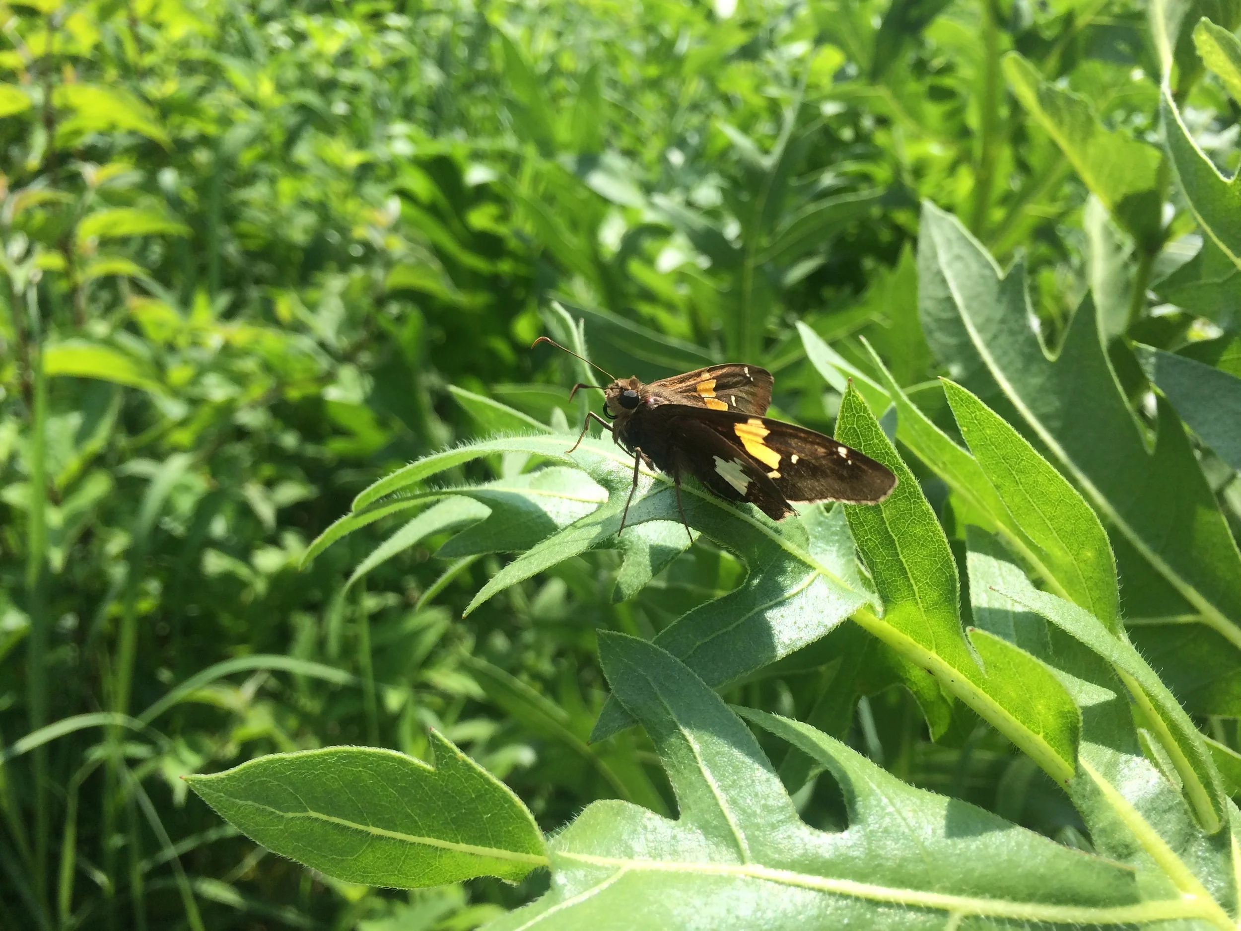 Butterfly Monitoring Volunteers Needed