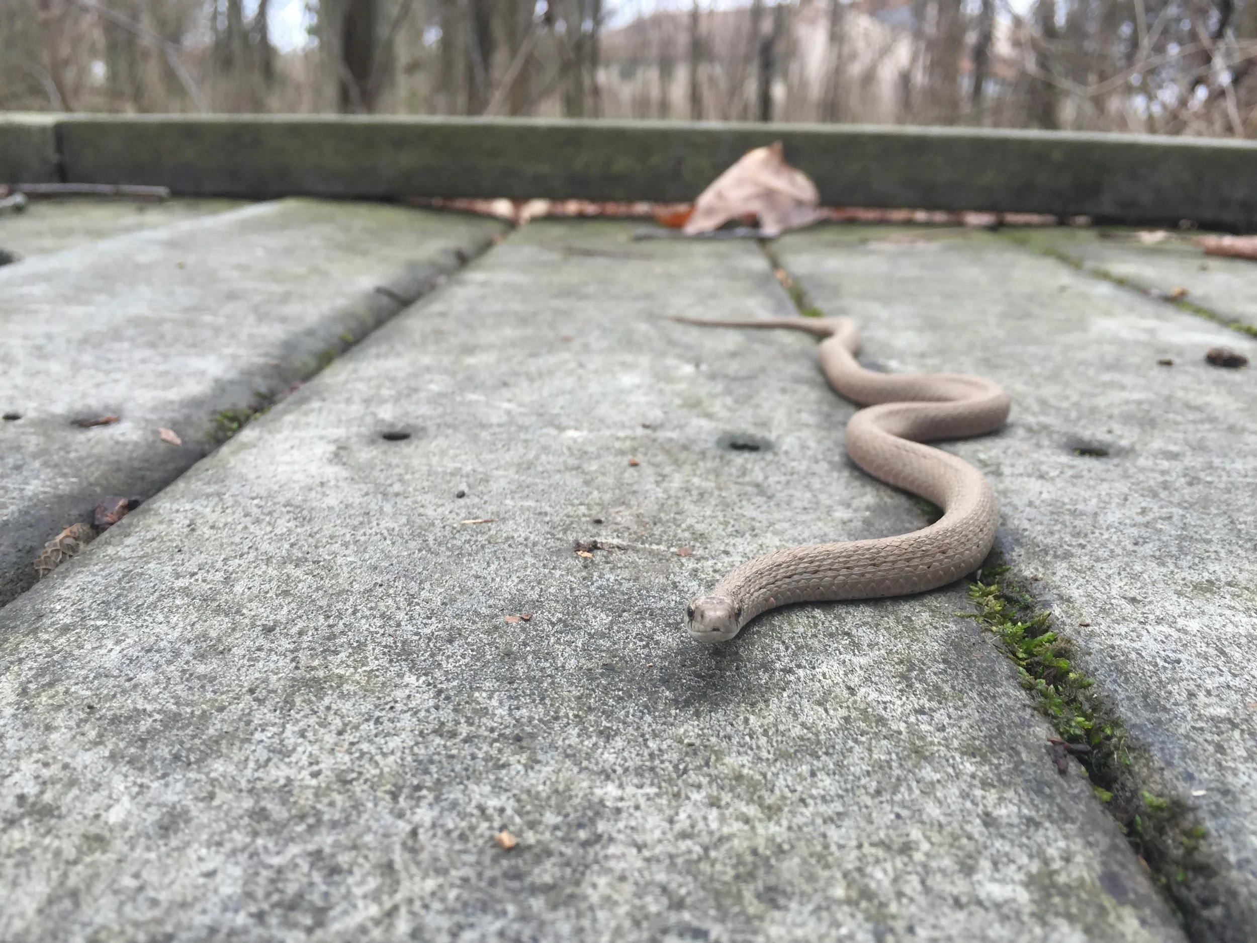 Reptile Review for June Park P.A.L.S.