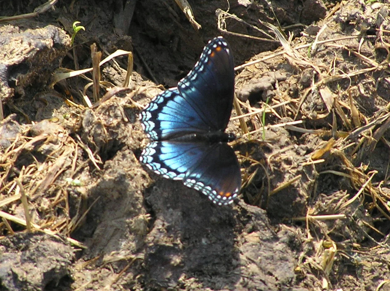 Butterfly Monitoring Volunteers Needed (click for photo)