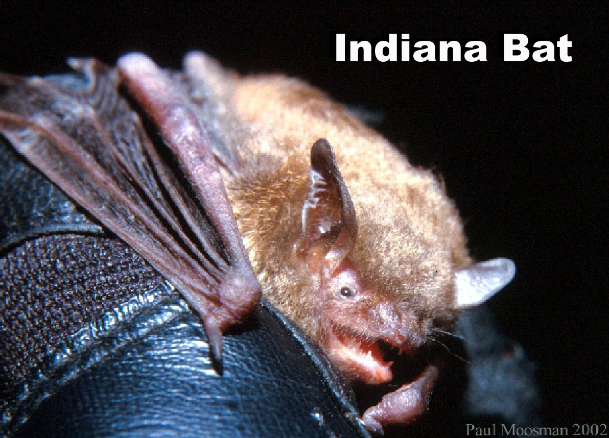 “Bats: What You Didn’t Learn Watching Batman” with DCP